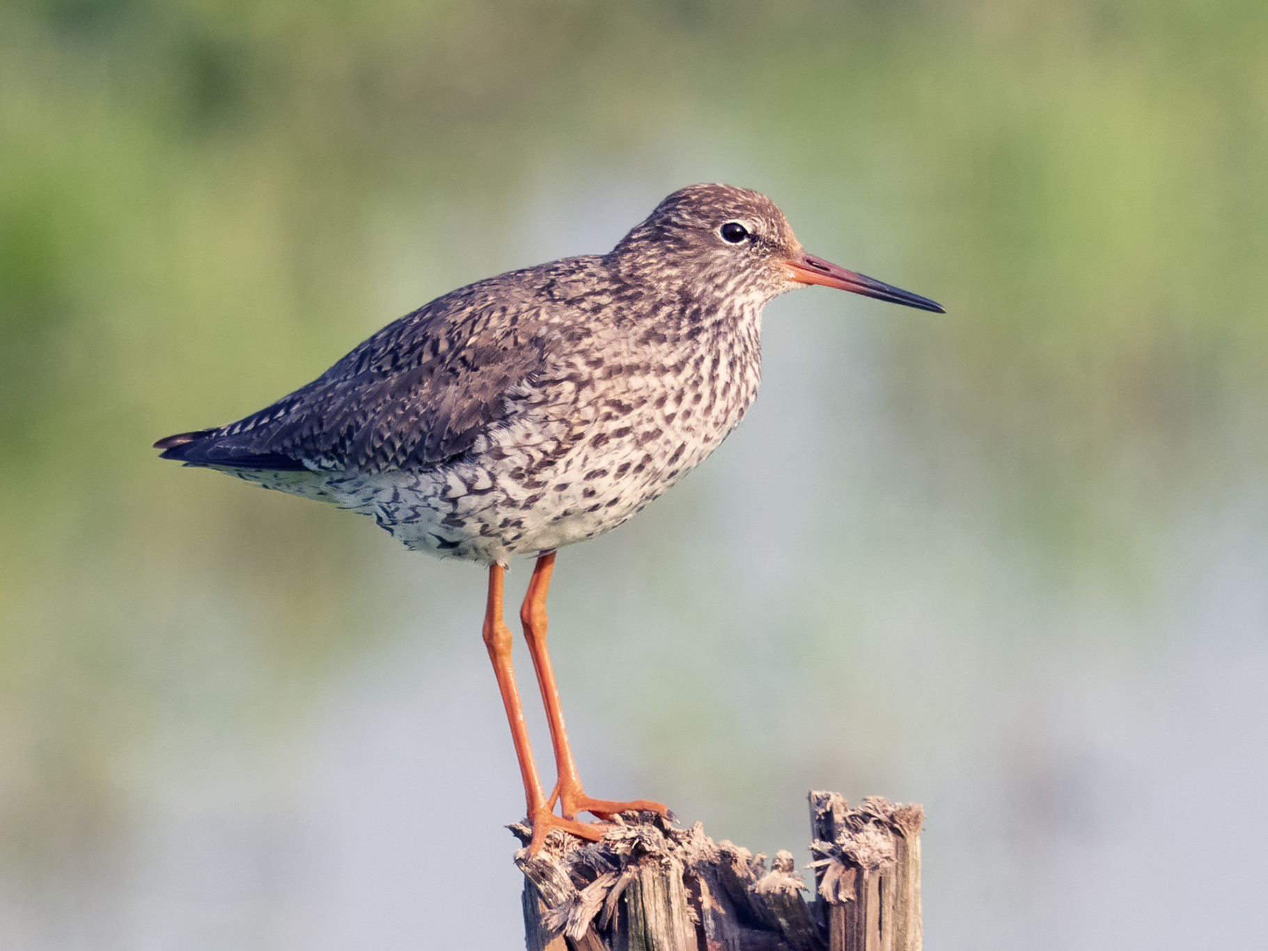 De polders rond Oss bieden kansen voor de tureluur