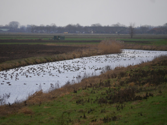 De Hertogswetering met watergebonden vogels - Foto van Toon Voets (IVN Oss)