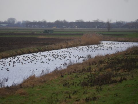 De Hertogswetering: historisch en vogelrijk