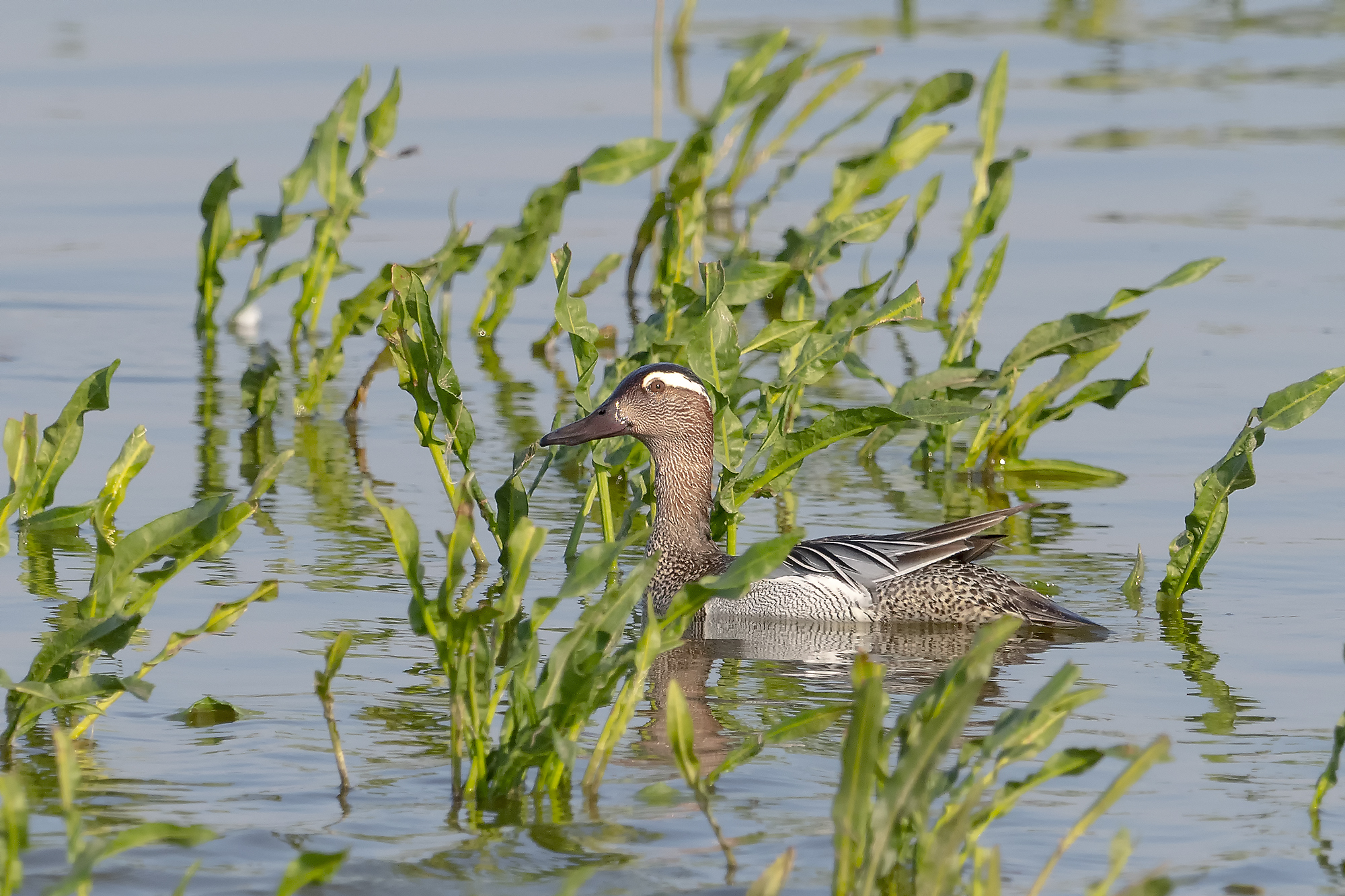 Voldoende plas-drasgebieden belangrijk voor de zomertaling