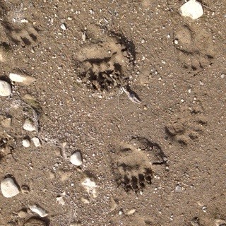 Berenpootafdrukken in zandachtige grond met verspreide kleine stenen.