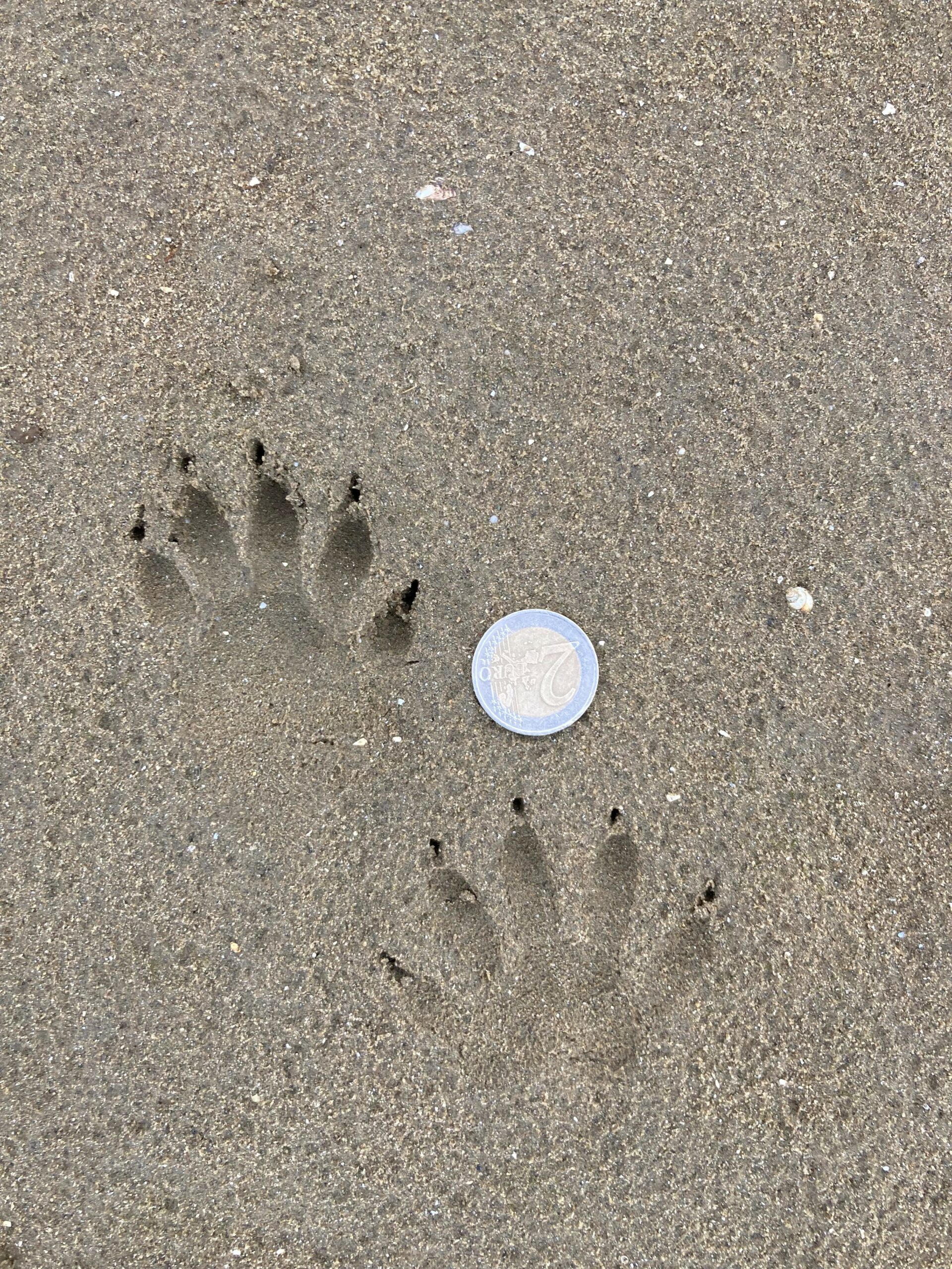 Twee diersporen in zand naast een muntstuk voor schaalverhouding.