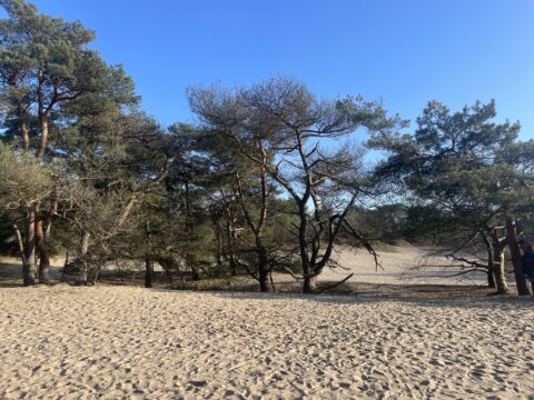 Zandvlakte met verspreide bomen onder een heldere blauwe lucht.