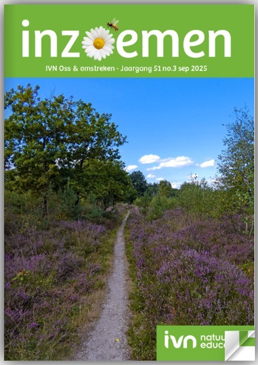 Natuurpad omgeven door bloeiende heide en bomen onder blauwe lucht met wolken.