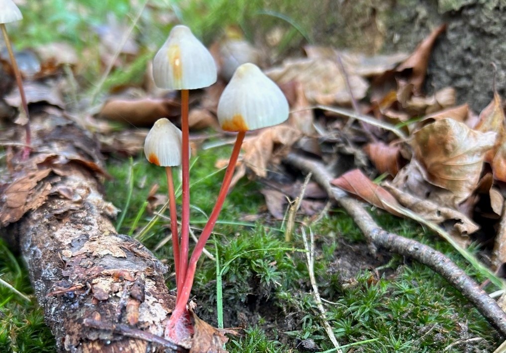 Drie paddenstoelen met witte hoedjes en rode stelen groeien op mosrijke, met bladeren bedekte grond.