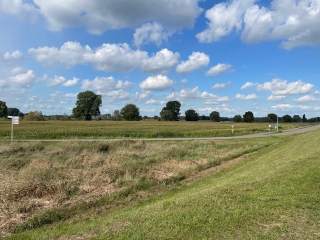 Een landelijk veld met bomen onder een blauwe lucht met wolken.