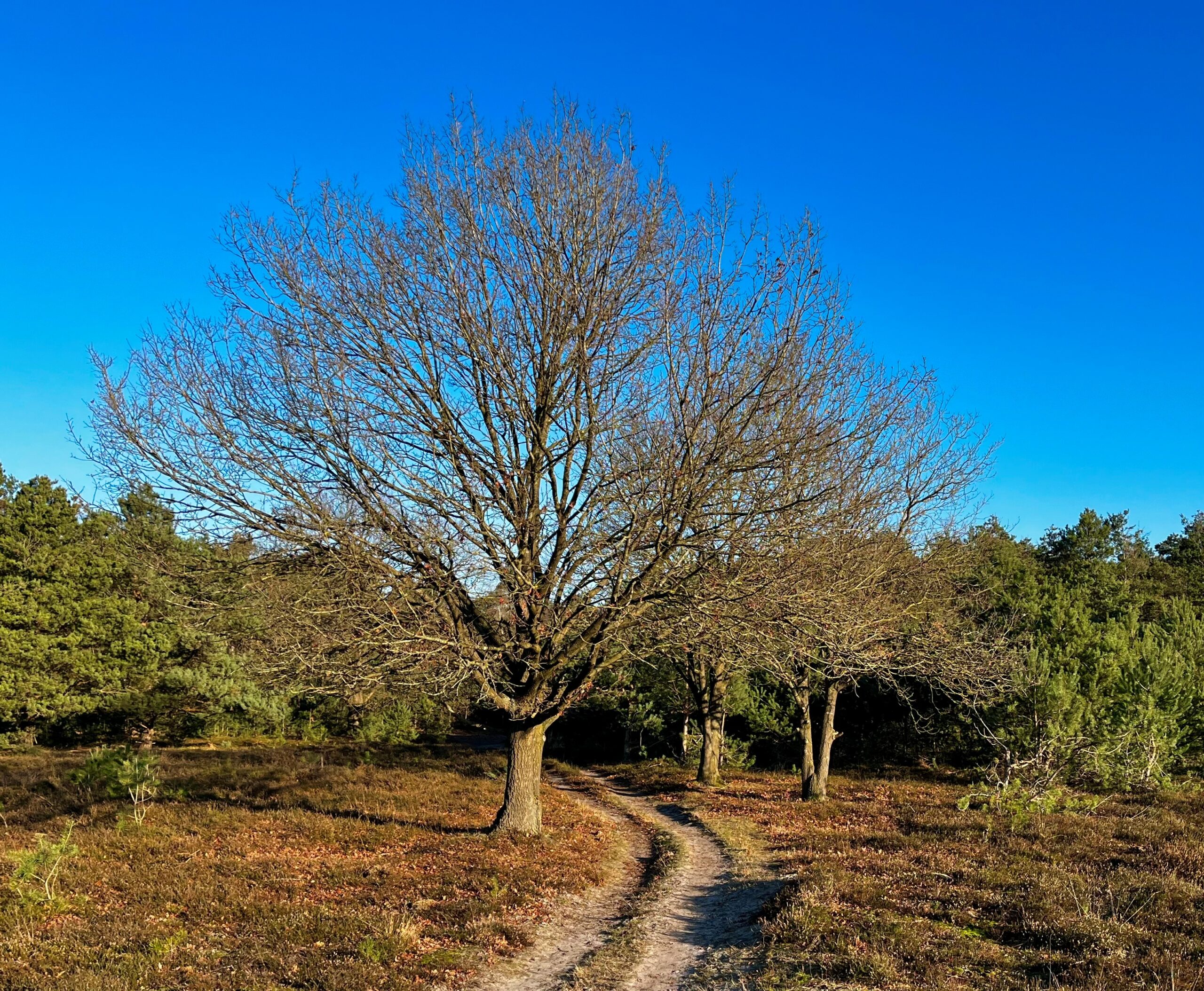 Boomloze boom langs een zandpad in bosrijk gebied onder een heldere blauwe lucht.