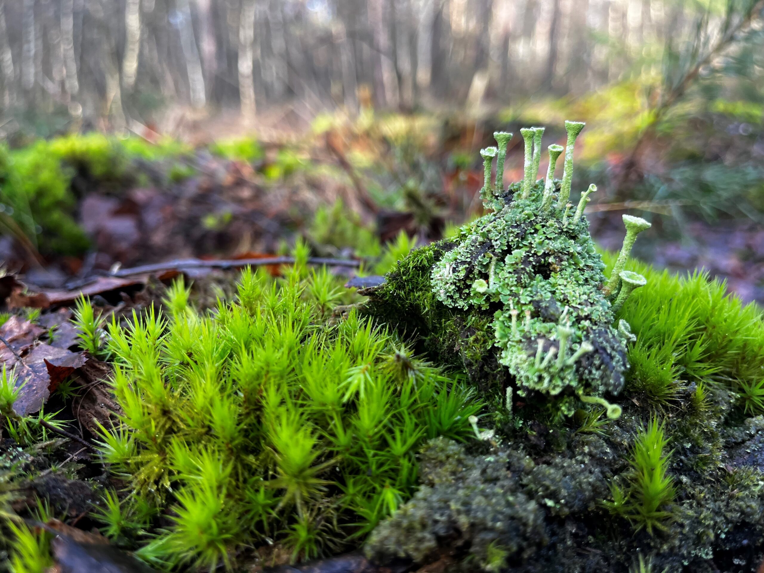 Felgroen mos en korstmossen in een bosrijke omgeving, met wazige bomen op de achtergrond.