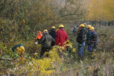Mensen met gele helmen werken in een dichtbegroeid bosgebied.