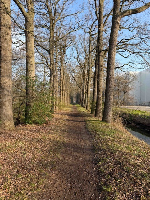 Boslaan met rechte bomenrijen onder een blauwe lucht. Gras en bladeren bedekken de grond.