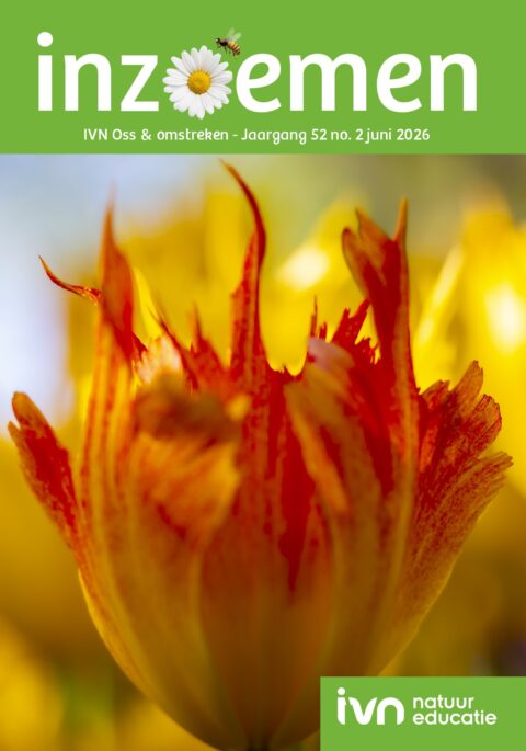 Close-up van een heldere oranje-geel gekrulde bloem tegen een wazige, kleurrijke achtergrond.