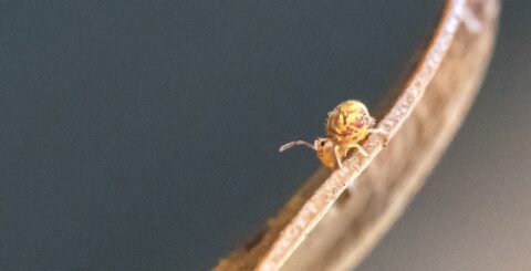 Kleine gele springstaart op een bruine stengel tegen een grijze achtergrond.