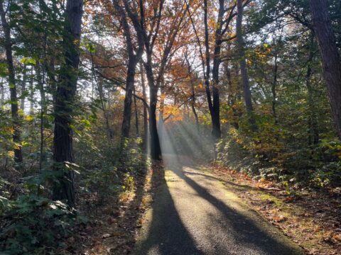 Zonlicht schijnt door herfstbomen langs een smal bospad.