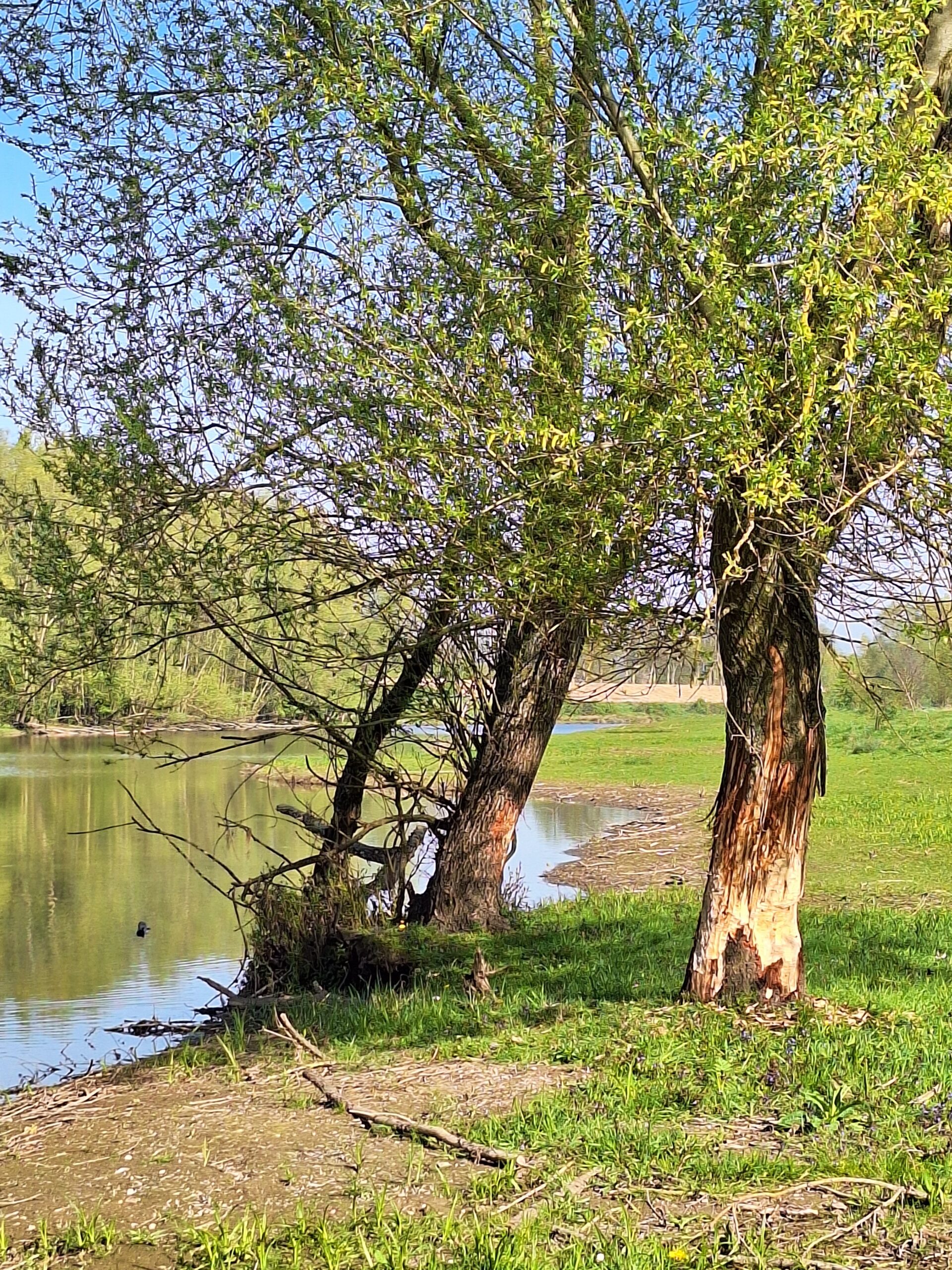 Boom met knaagschade naast een rivier, groen gras op de oever.