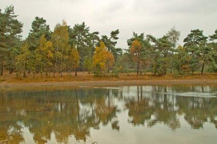 Bosrand met herfstkleuren weerspiegeld in een rustige vijver onder een bewolkte hemel.