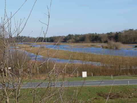 Uitzicht op een open landschap met een weg, kale bomen en overstroomde velden onder een blauwe hemel.