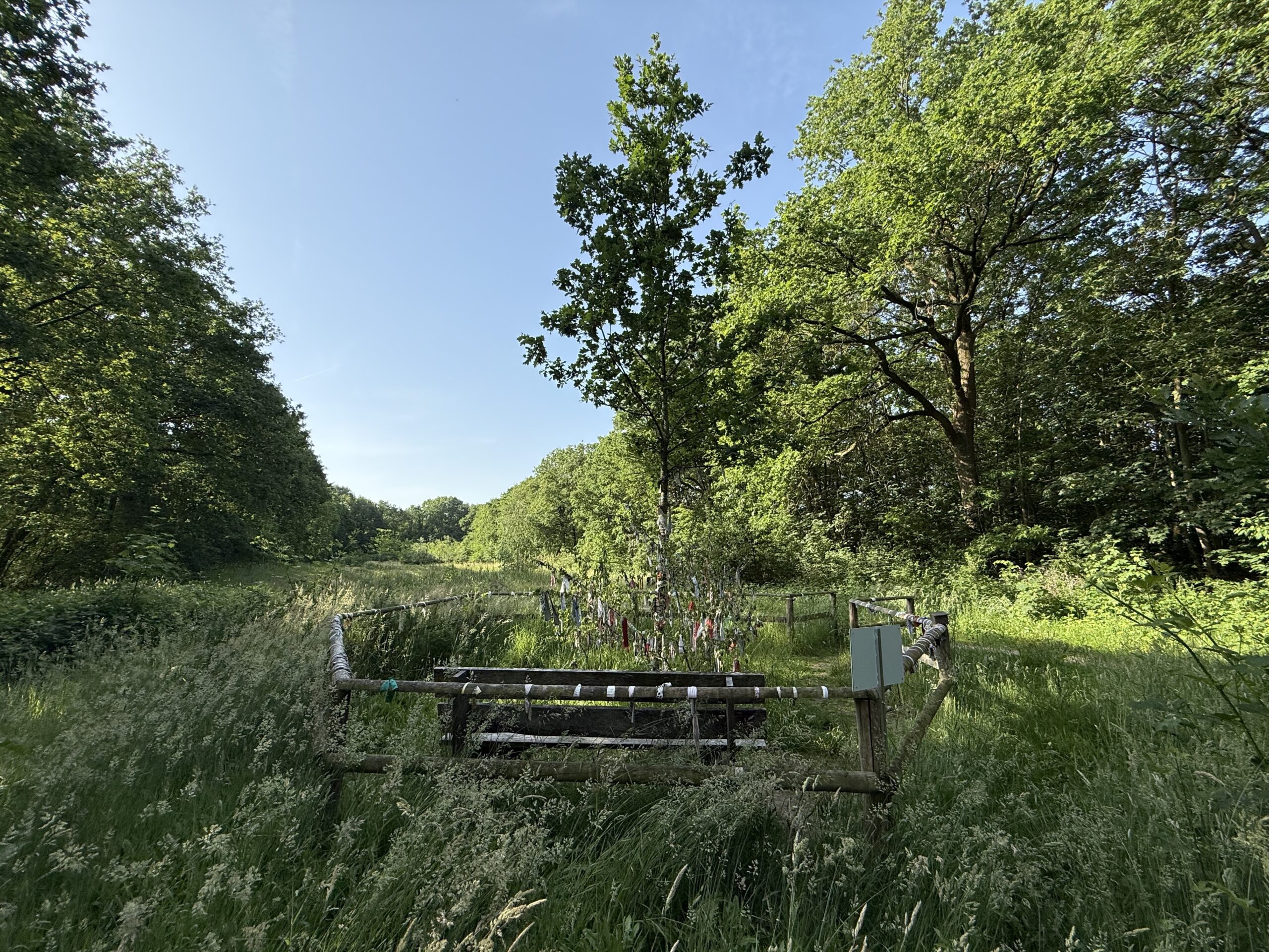 Bosrijk gebied met gras, een jonge boom omheind door houten hek en een blauwe lucht.
