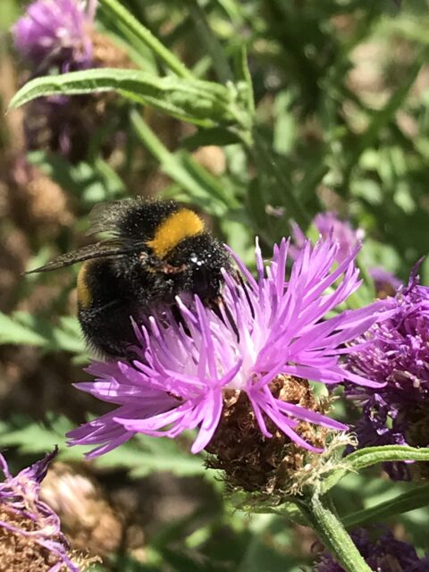 Hommel op paarse bloem met groene achtergrond.