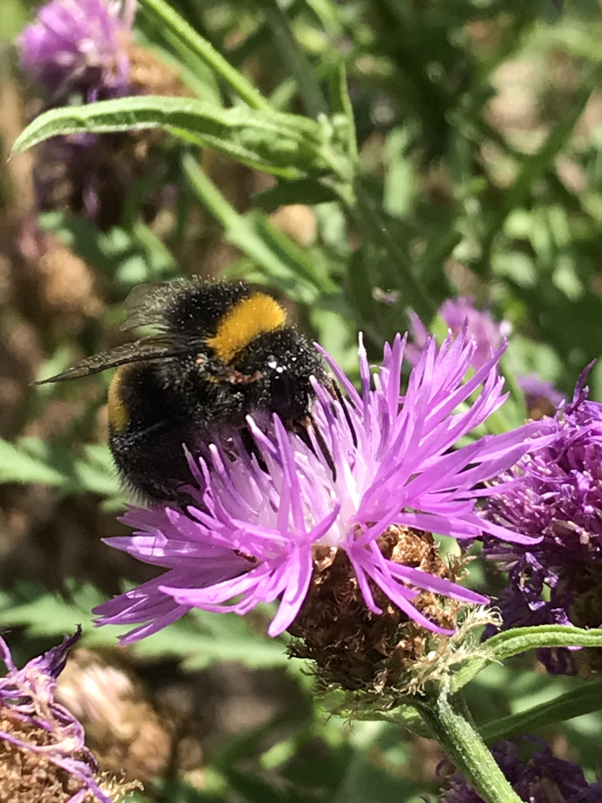 Hommel op paarse bloem met groene achtergrond.