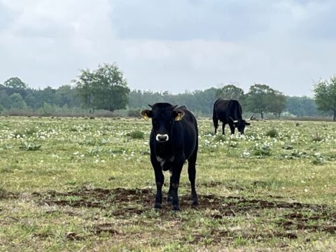 Twee zwarte koeien in een bloemerijk veld met bomen op de achtergrond.