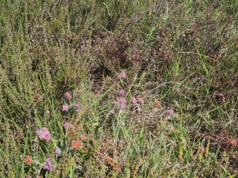 Dichte begroeiing van heide met paarse bloemen en groene grassen in de zon.