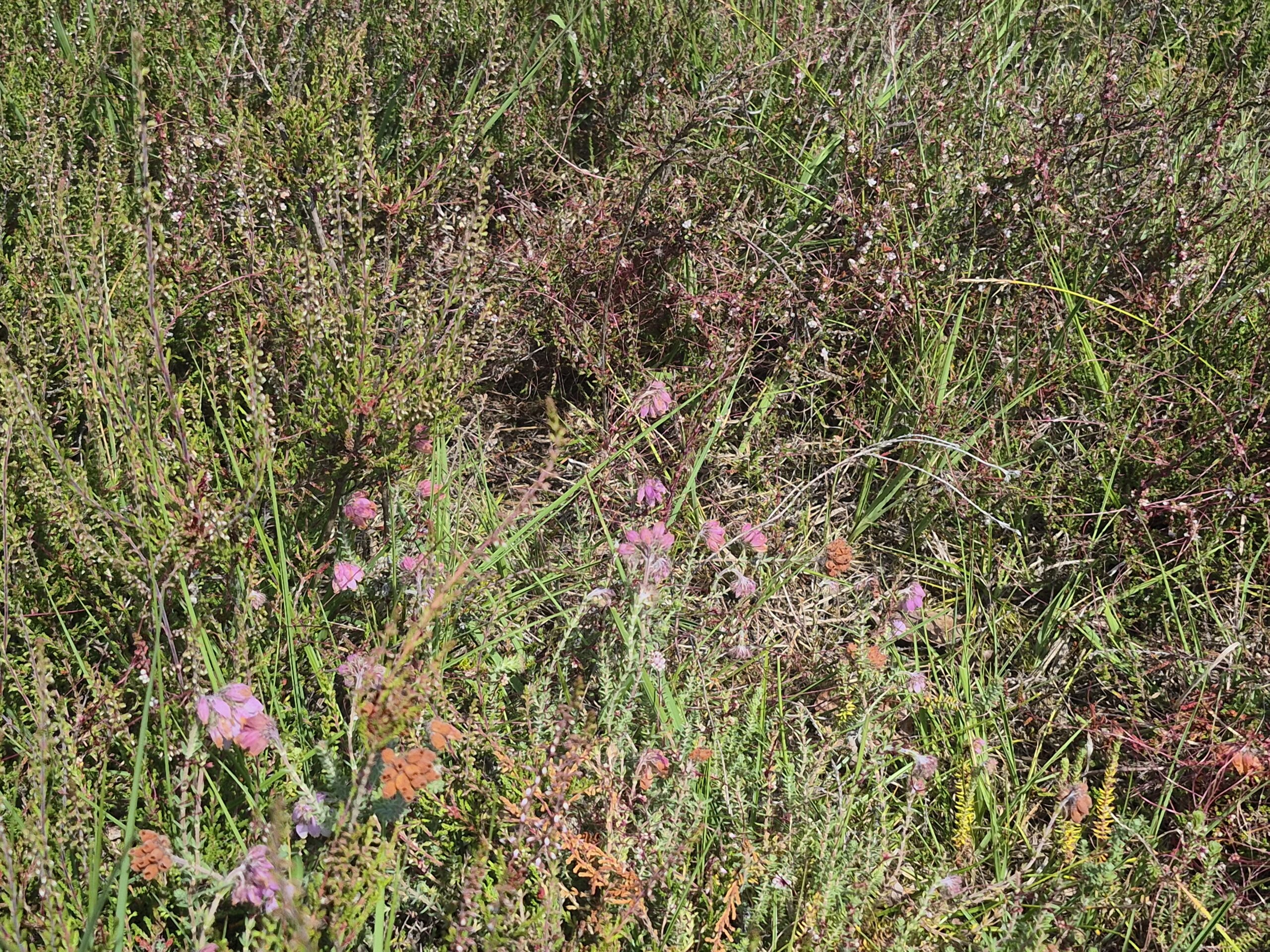Dichte begroeiing van heide met paarse bloemen en groene grassen in de zon.