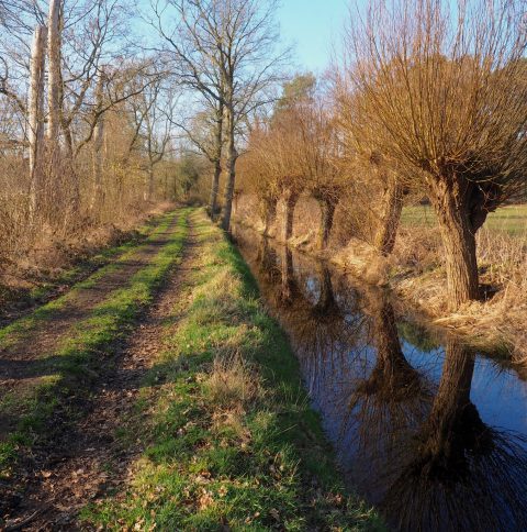 Gezond natuur wandelen in Het Twiske