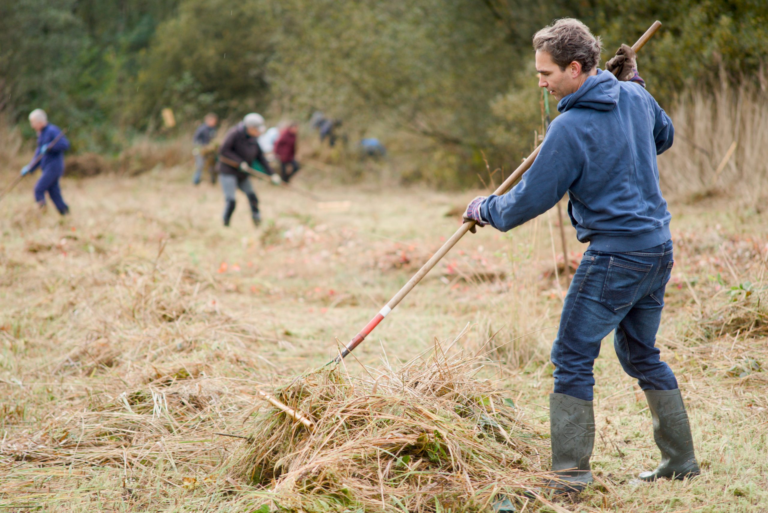 Mensen harken gras in een weide; najaarsschoonmaak in een natuurlijke omgeving.
