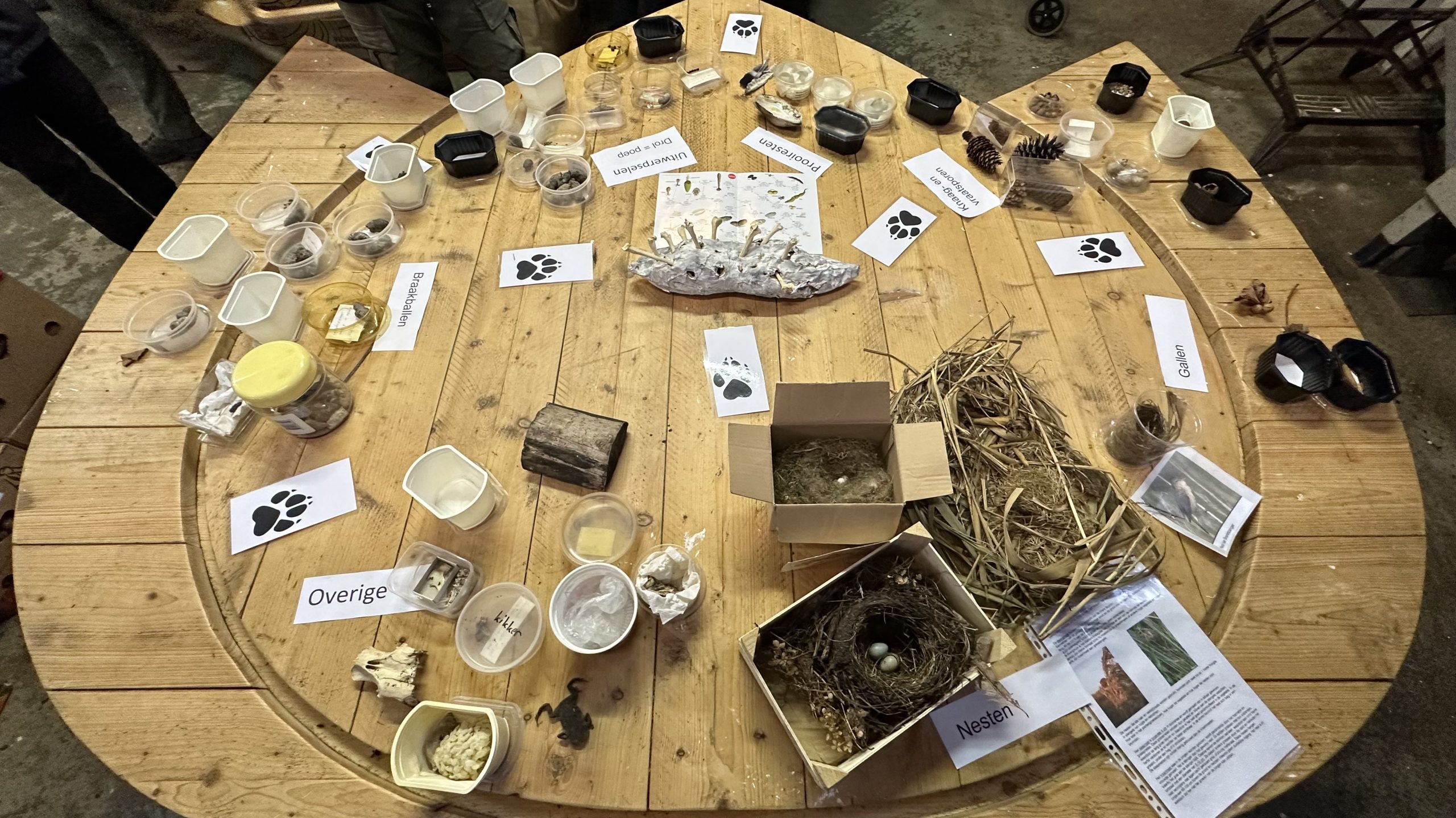 Houten tafel met natuurvondsten: braakballen, nesten, gallen, poep en bladeren, geordend in bakjes.