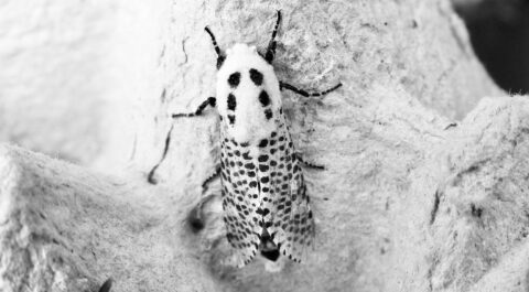 Zwart-wit foto van een mot met een gevlekt patroon op zijn vleugels, rustend op een ruwe ondergrond.