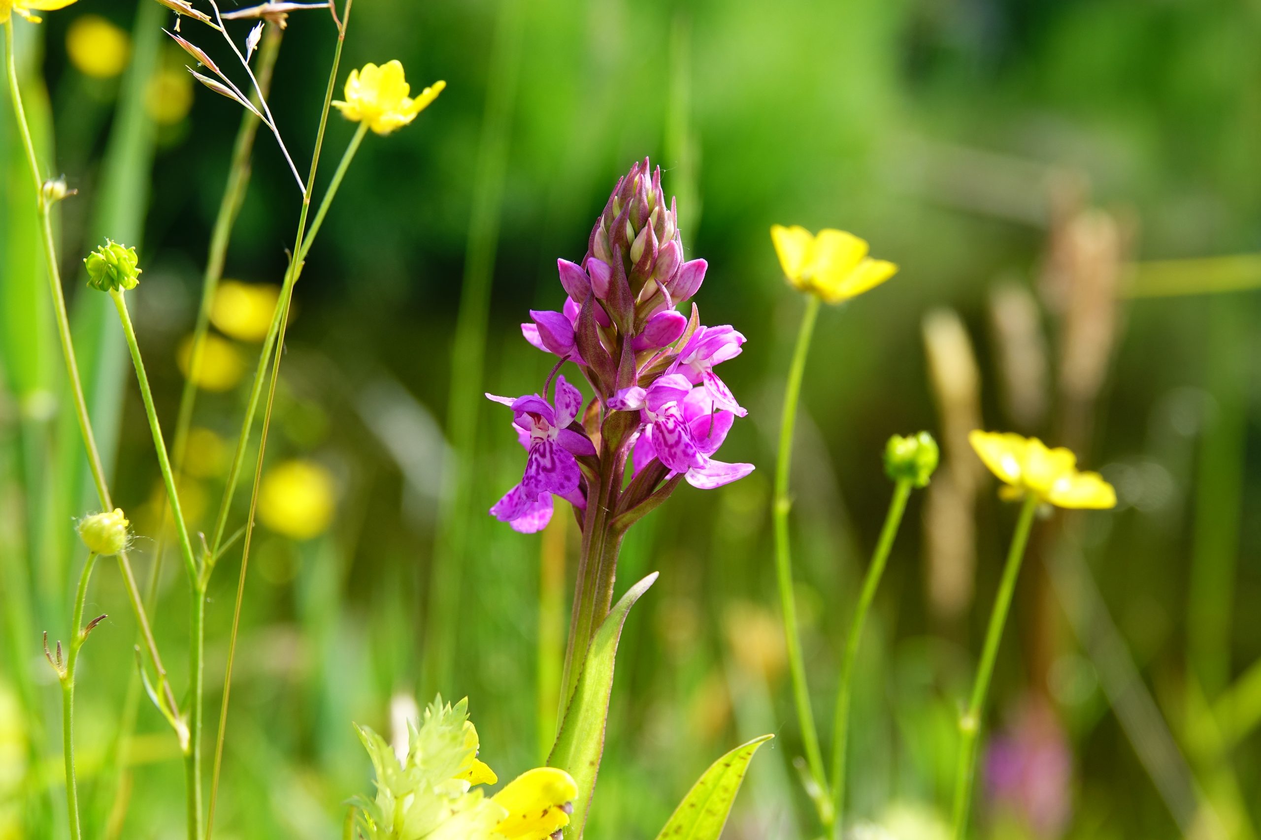 Paarse orchidee omringd door gele bloemen en groene stelen op een zonnige dag.
