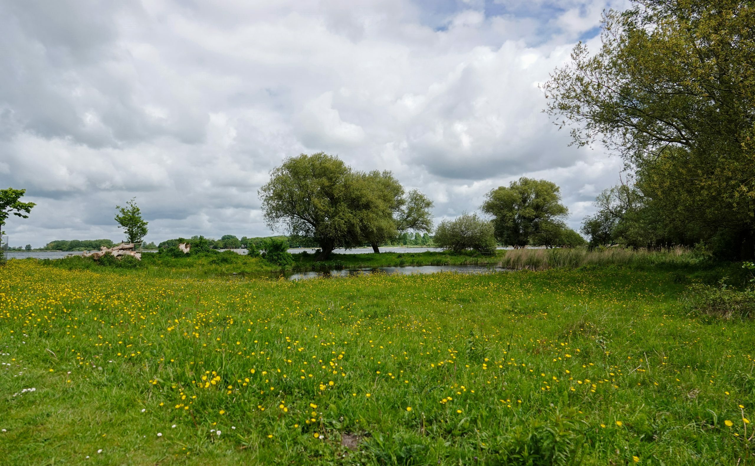Groen weiland met wilde bloemen, bomen en een kleine vijver onder een bewolkte hemel.
