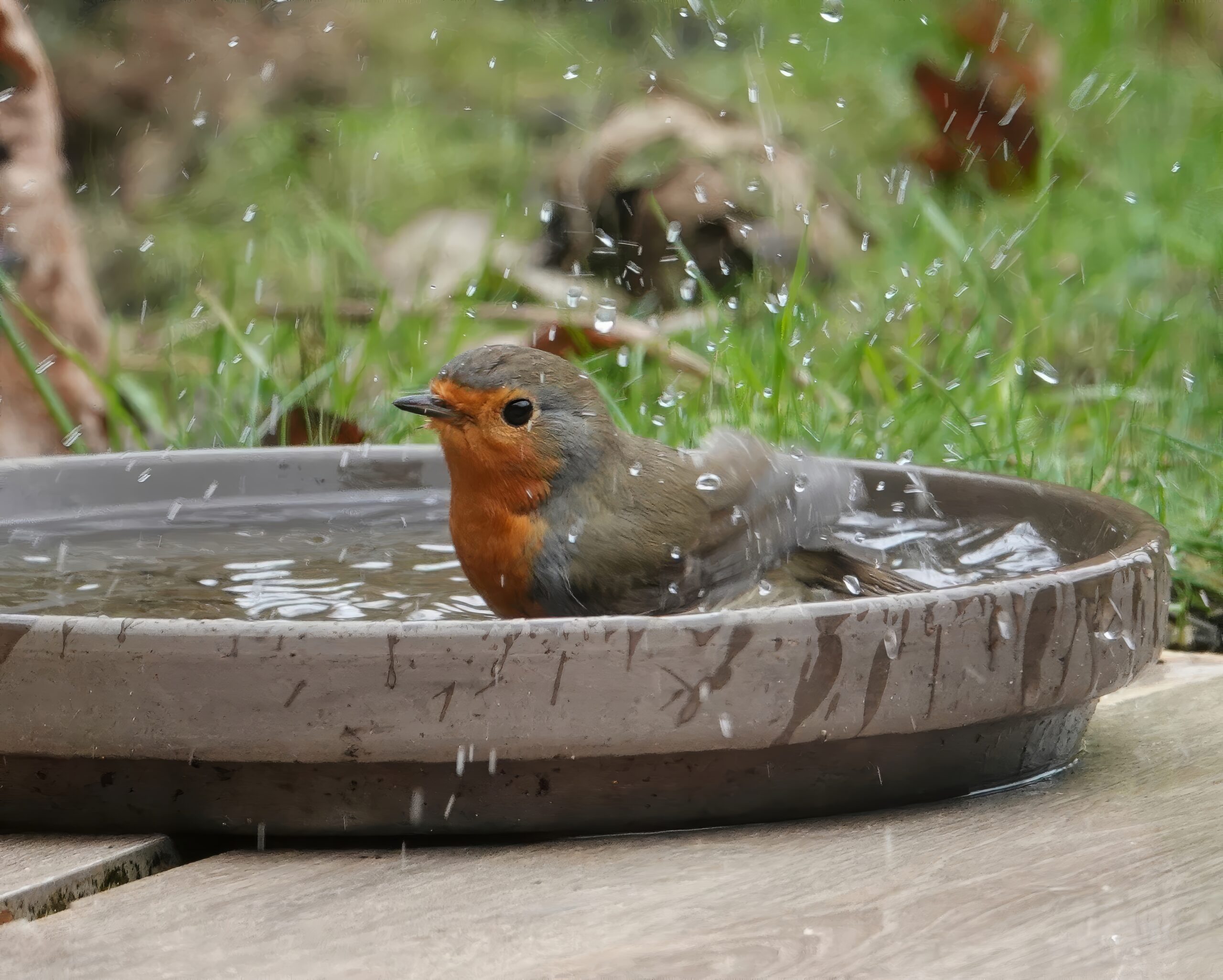 Je tuin als vogelparadijs