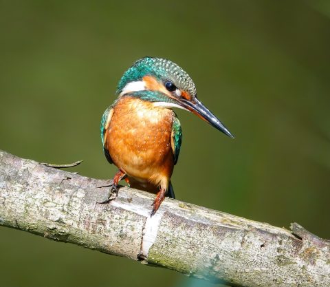 Ijsvogel