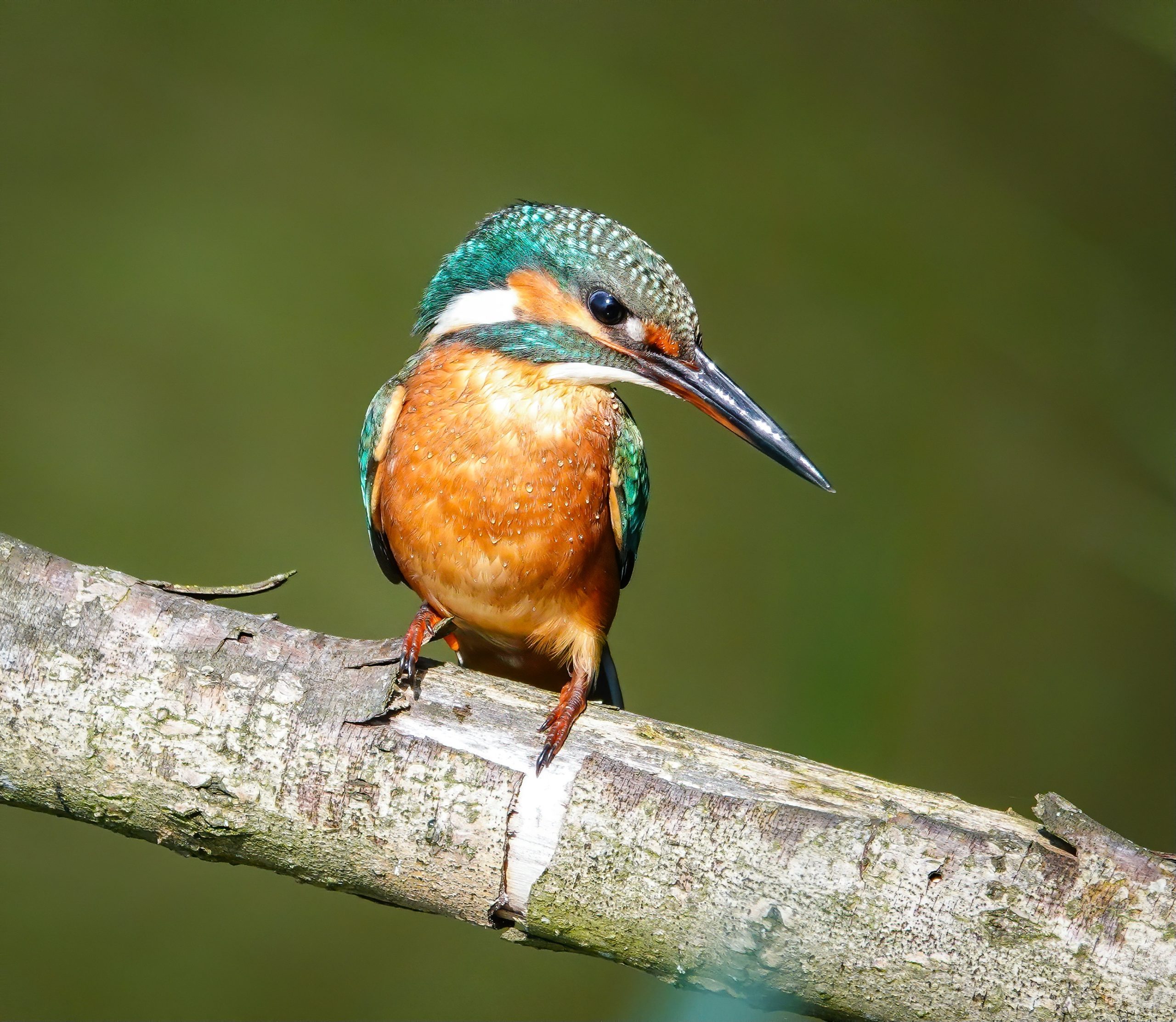 Ijsvogel