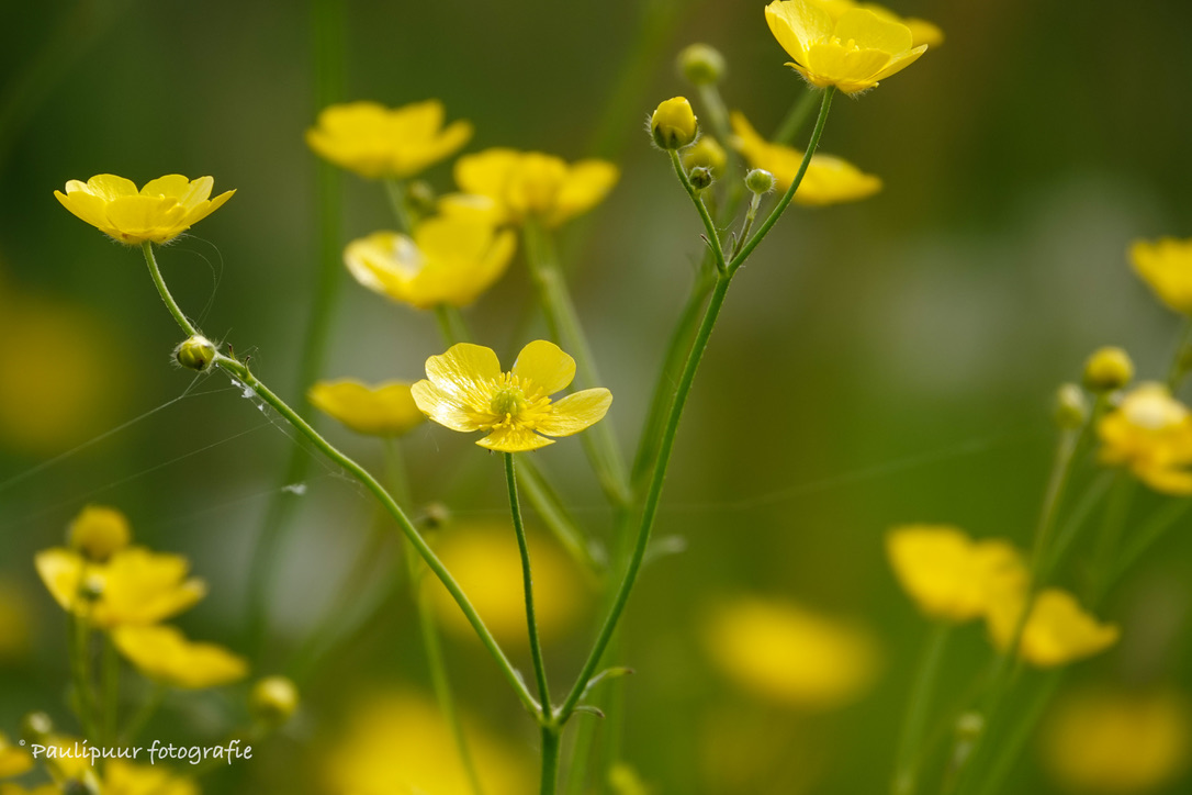 Gele boterbloemen bloeien tegen een wazige groene achtergrond met draden van spinnenwebben.