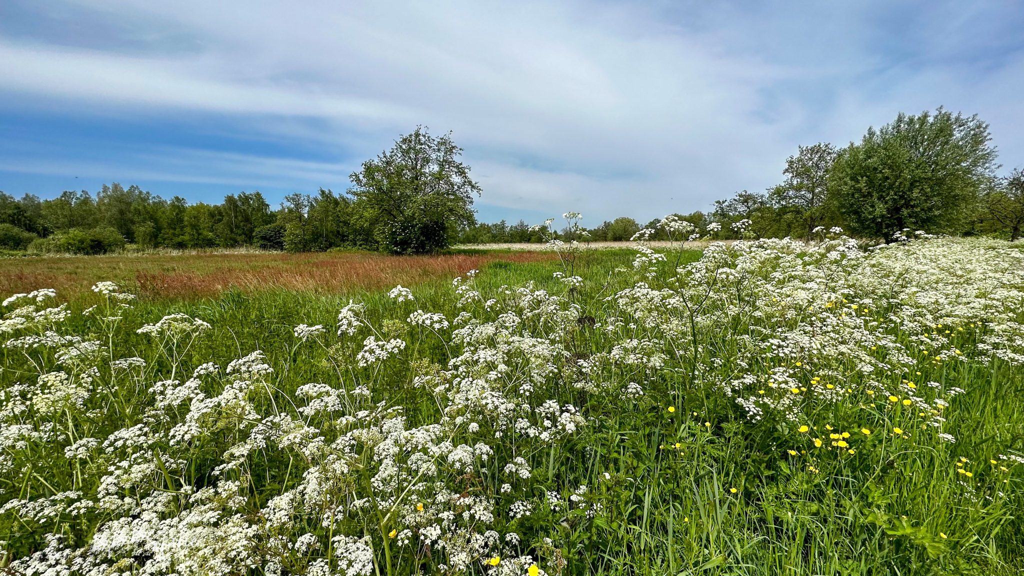Bloemenweides Twiske