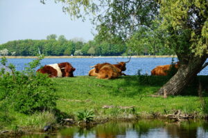 Hooglanders rusten onder een boom bij een meer, omgeven door gras en bomen.