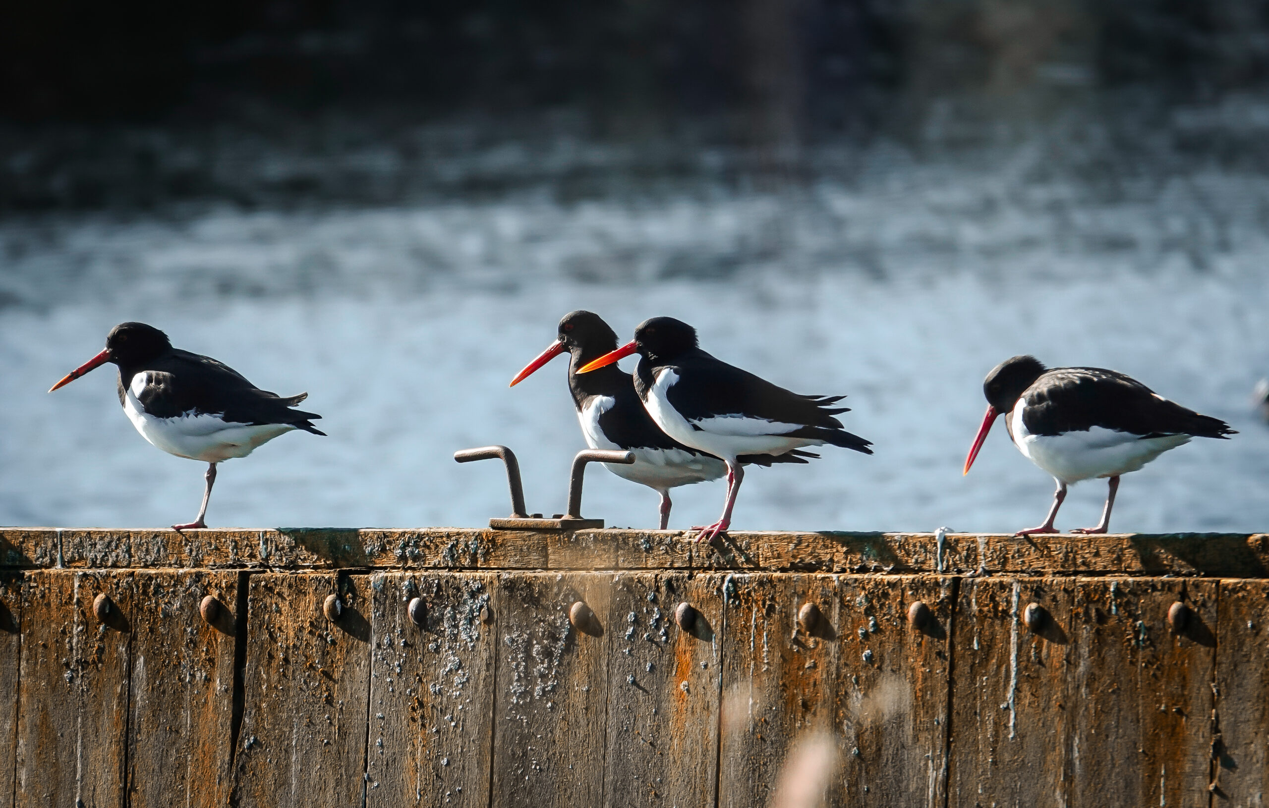 Vier scholeksters staan op een houten barrière bij het water.