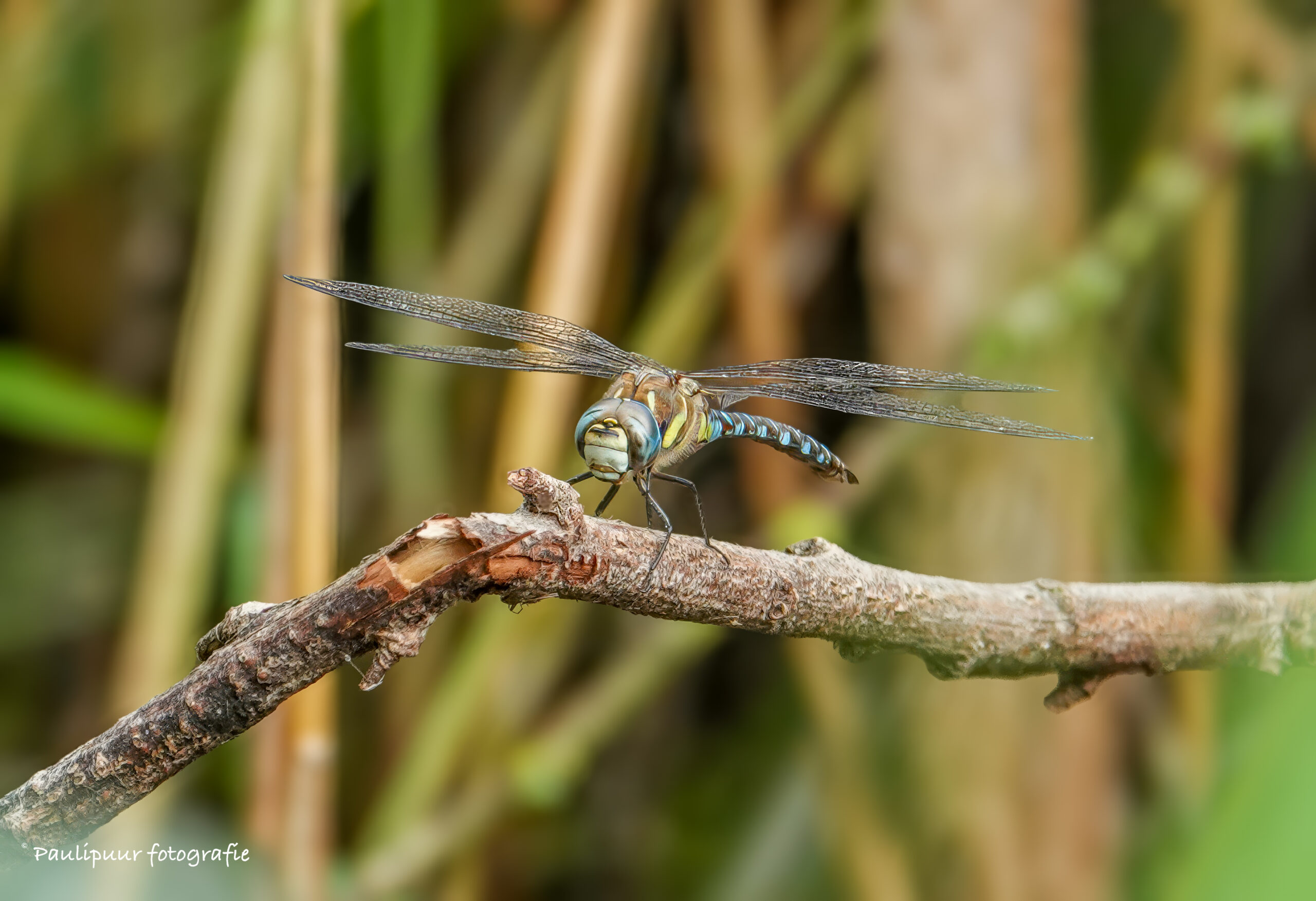 Een libel rustend op een tak met een wazige achtergrond van groene en bruine tinten.