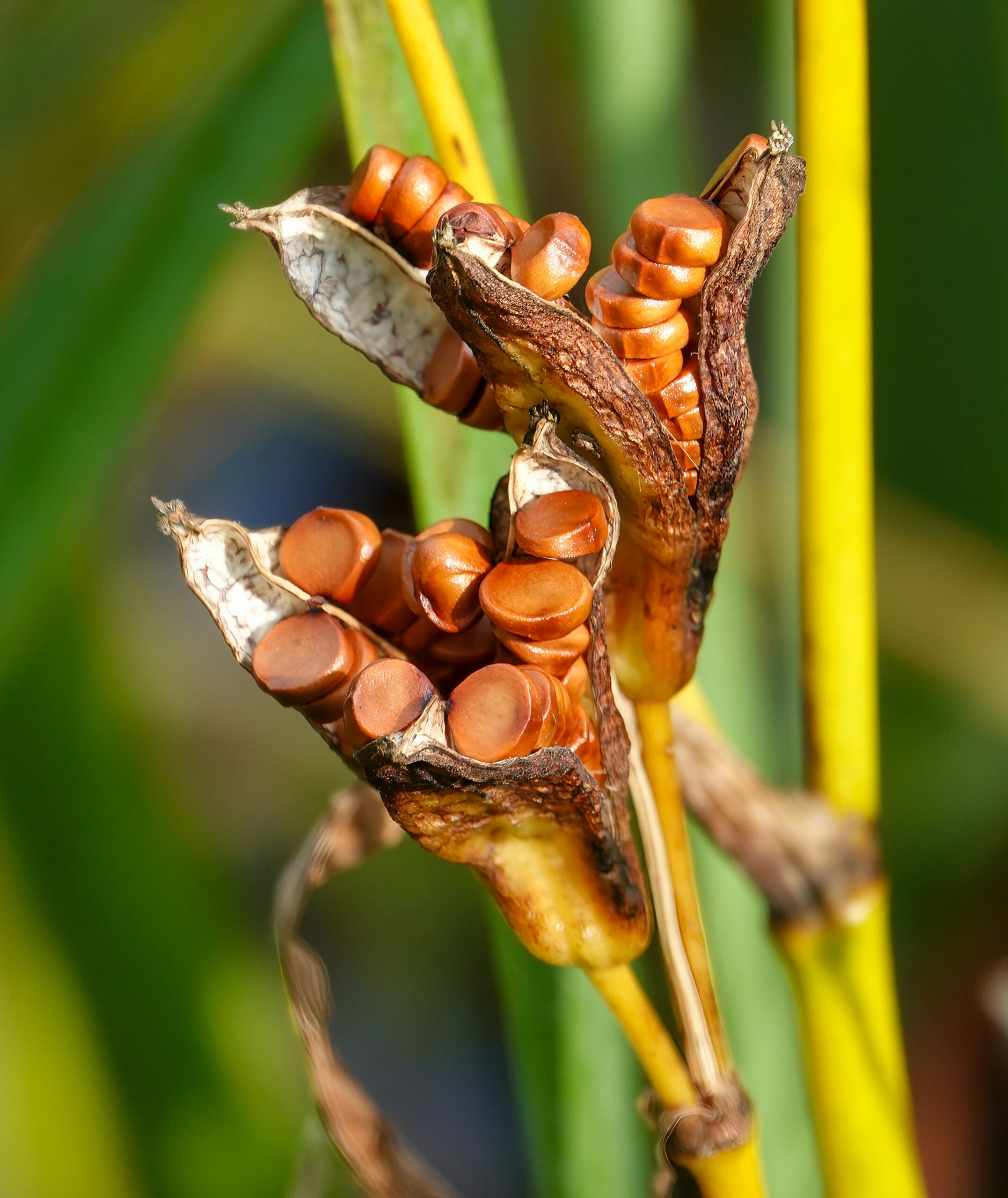 Bruine zaaddozen van een plant, deels geopend met glanzende zaden, tegen een groene achtergrond.