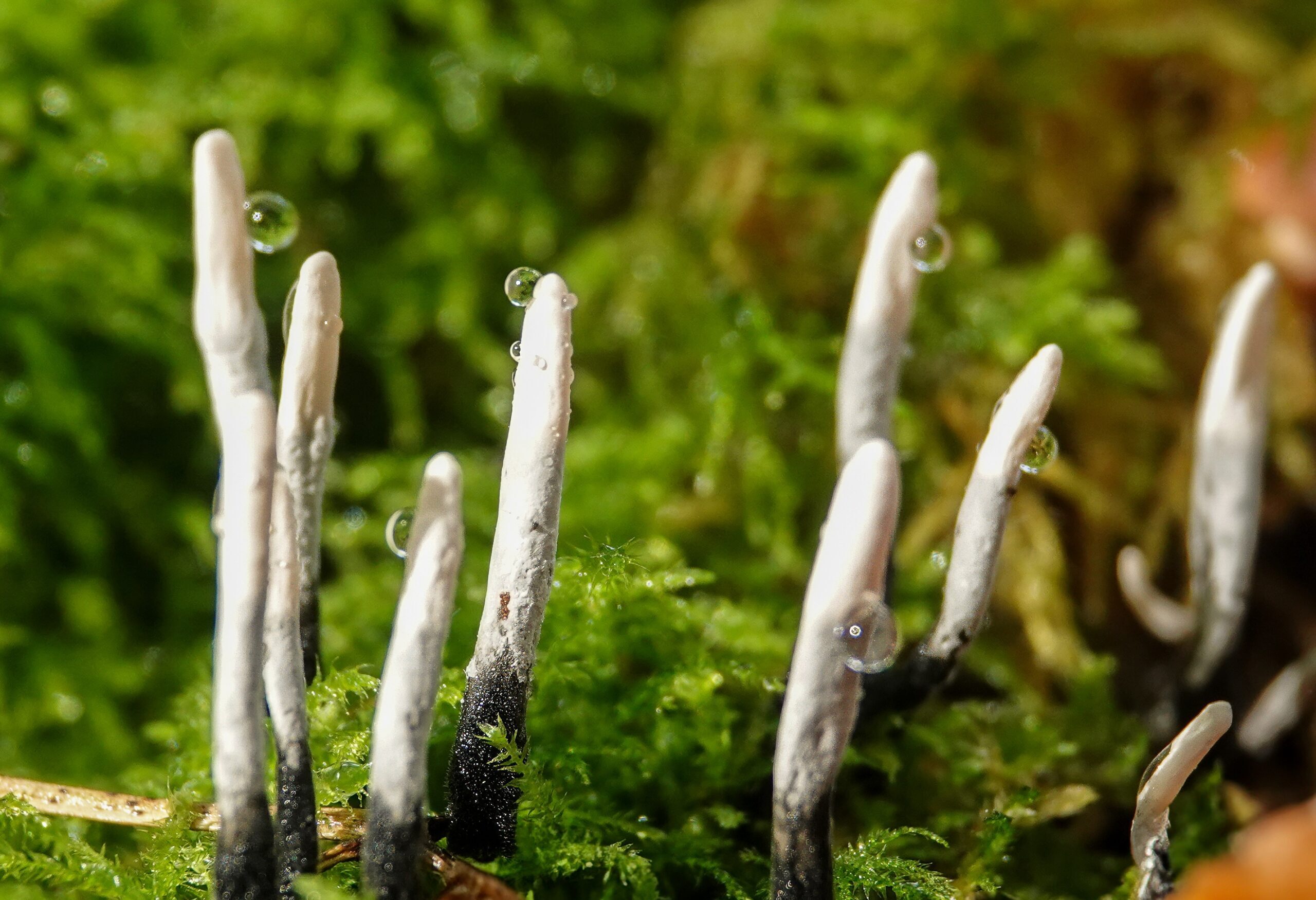 Witte, smalle paddenstoelen op groene mosbodem, met waterdruppels erbovenop.
