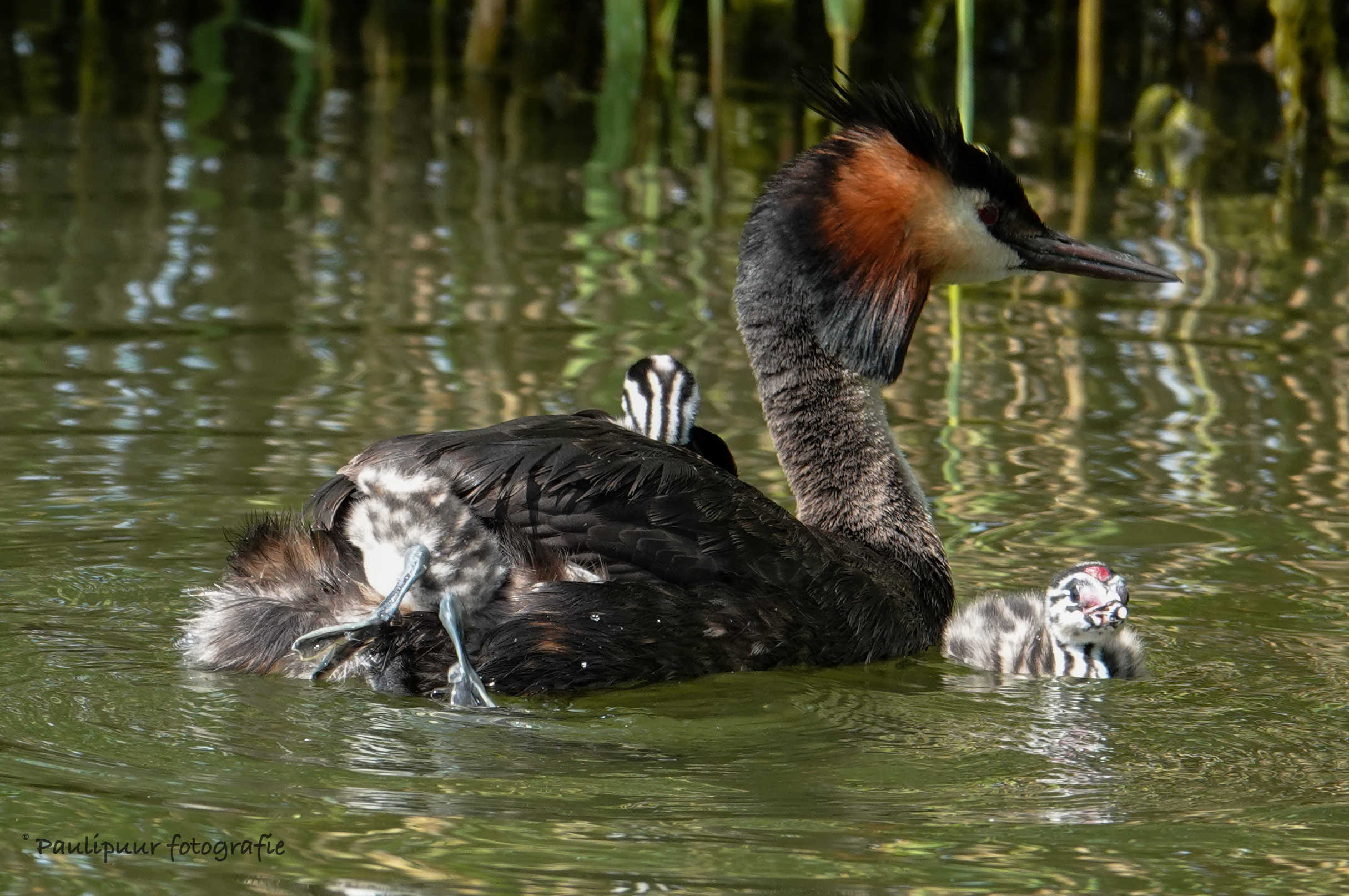 Fuut met jongen op rug en één jong zwemmend in het water, omringd door groen riet.