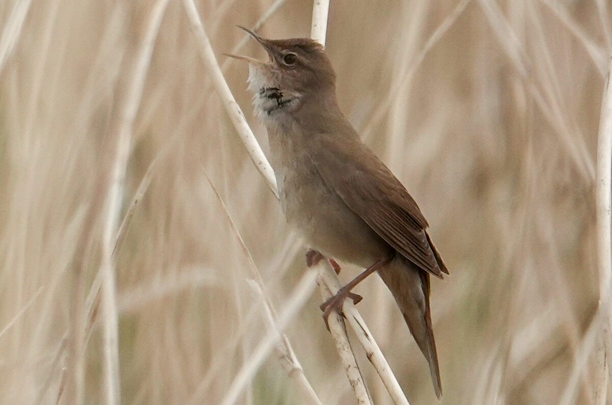 Bruine vogel zingt op een stengel in een zachtgekleurde omgeving met droge, beige vegetatie.