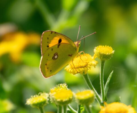 Gele vlinder op gele bloem met groene, wazige achtergrond.