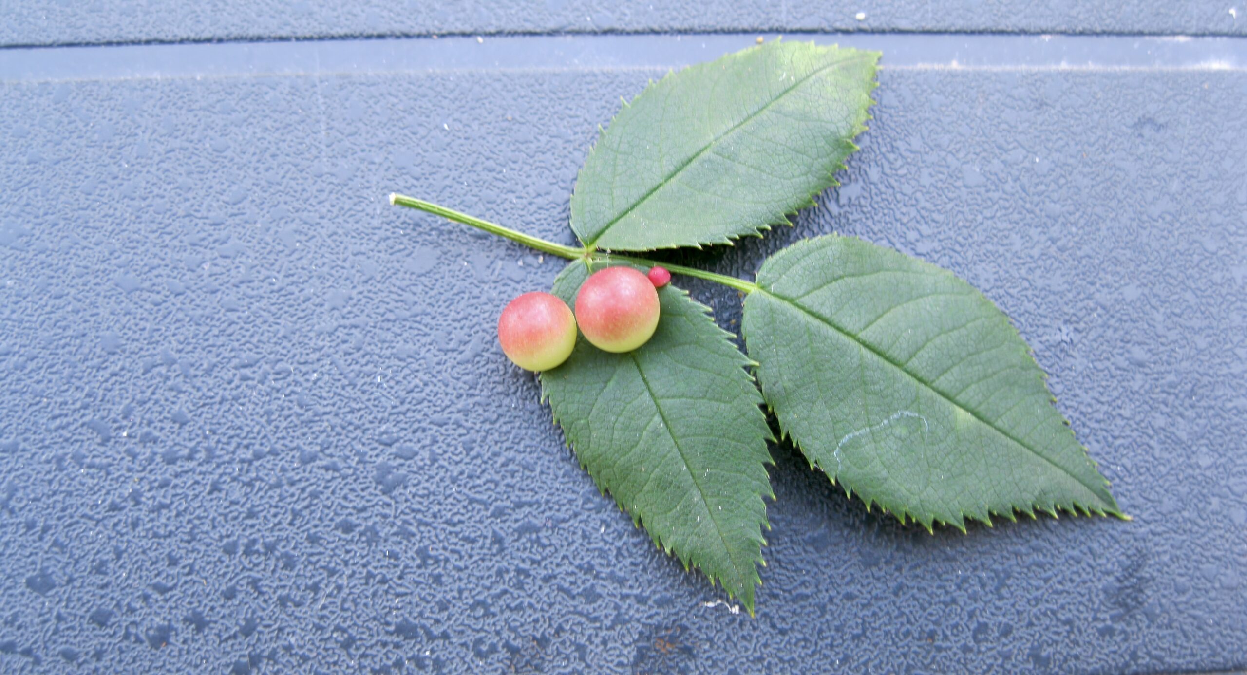 Twee groene bladeren met roodgele gallen liggen op een grijze, ruwe ondergrond.