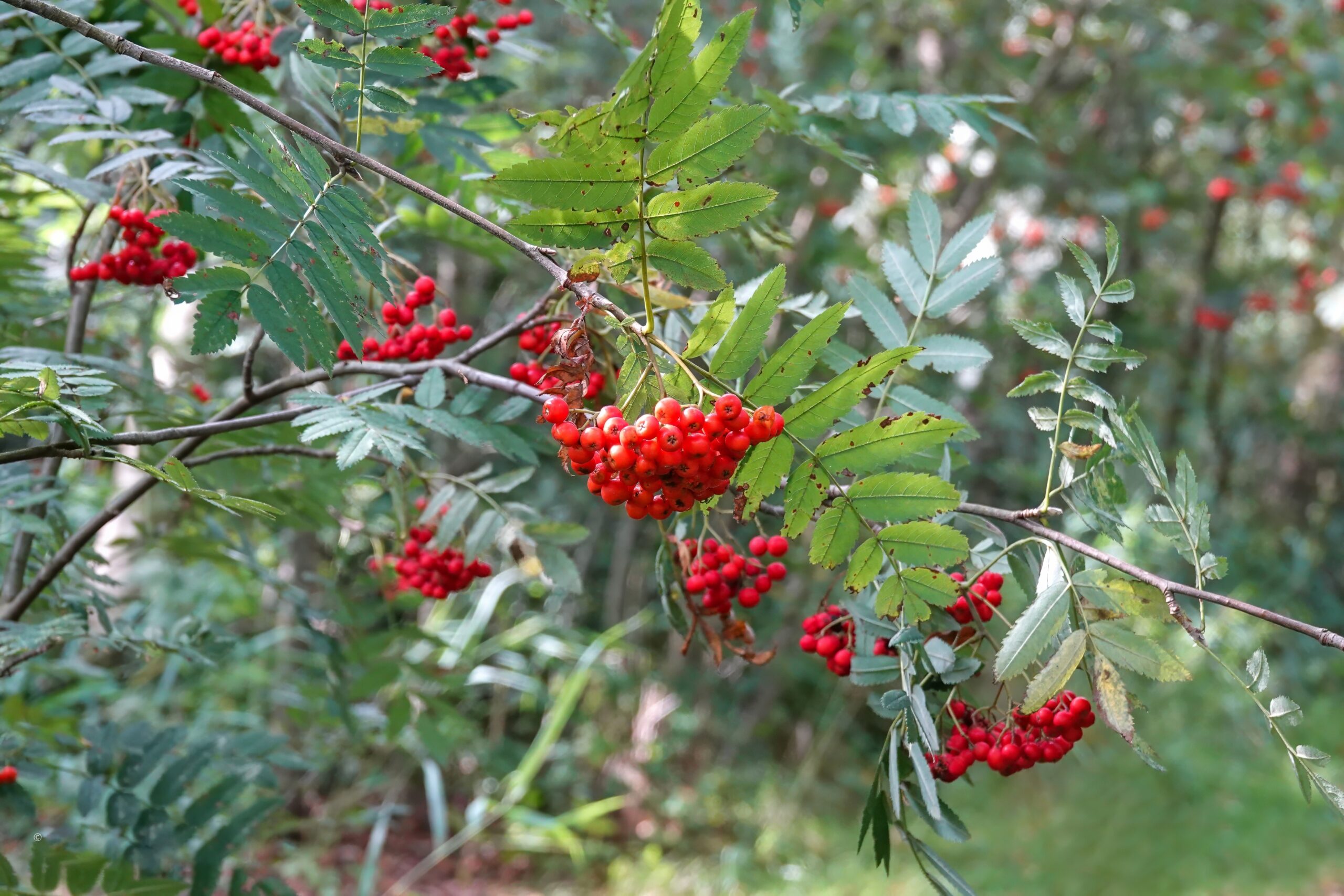 Takken met groene bladeren en trosjes felrode bessen in een bosrijke omgeving.