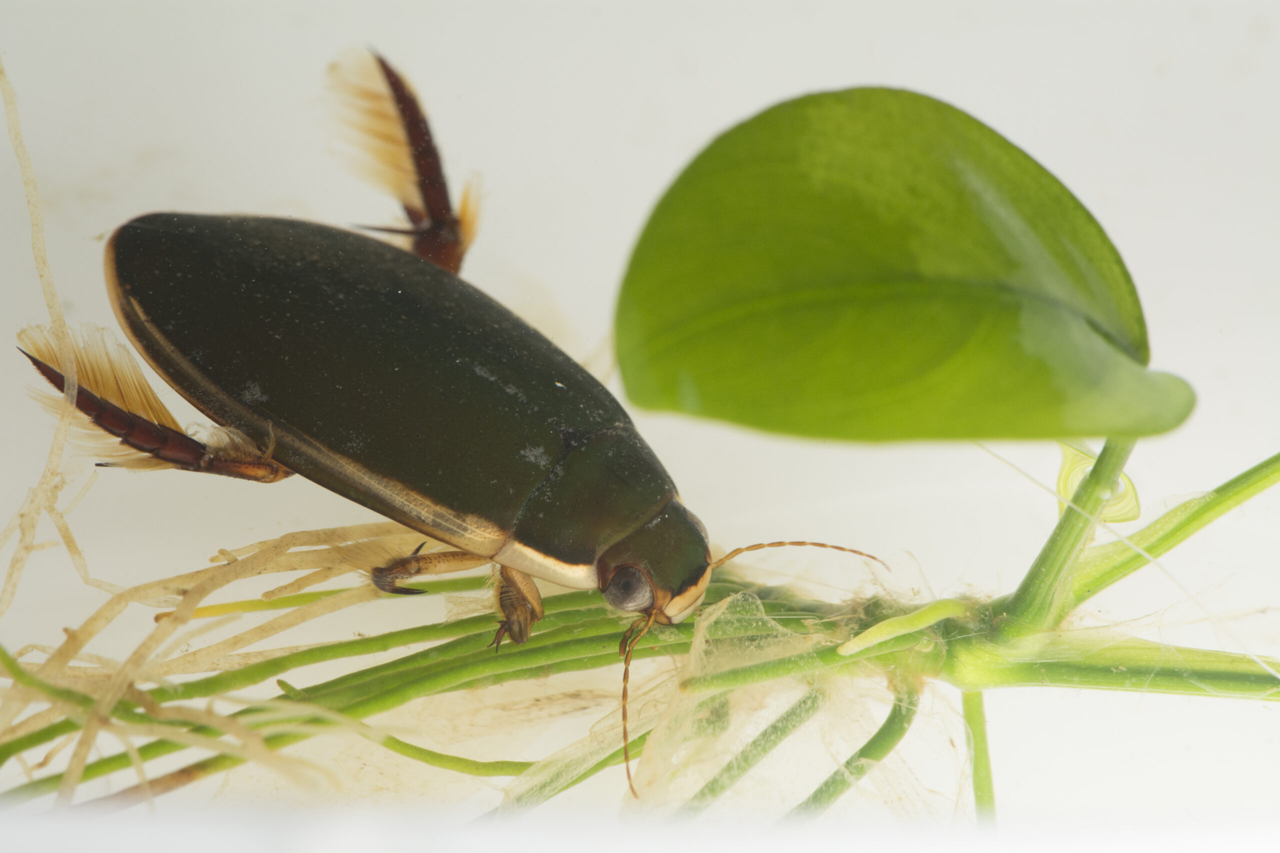 Keversoort onder water op waterplanten met grote bladeren.