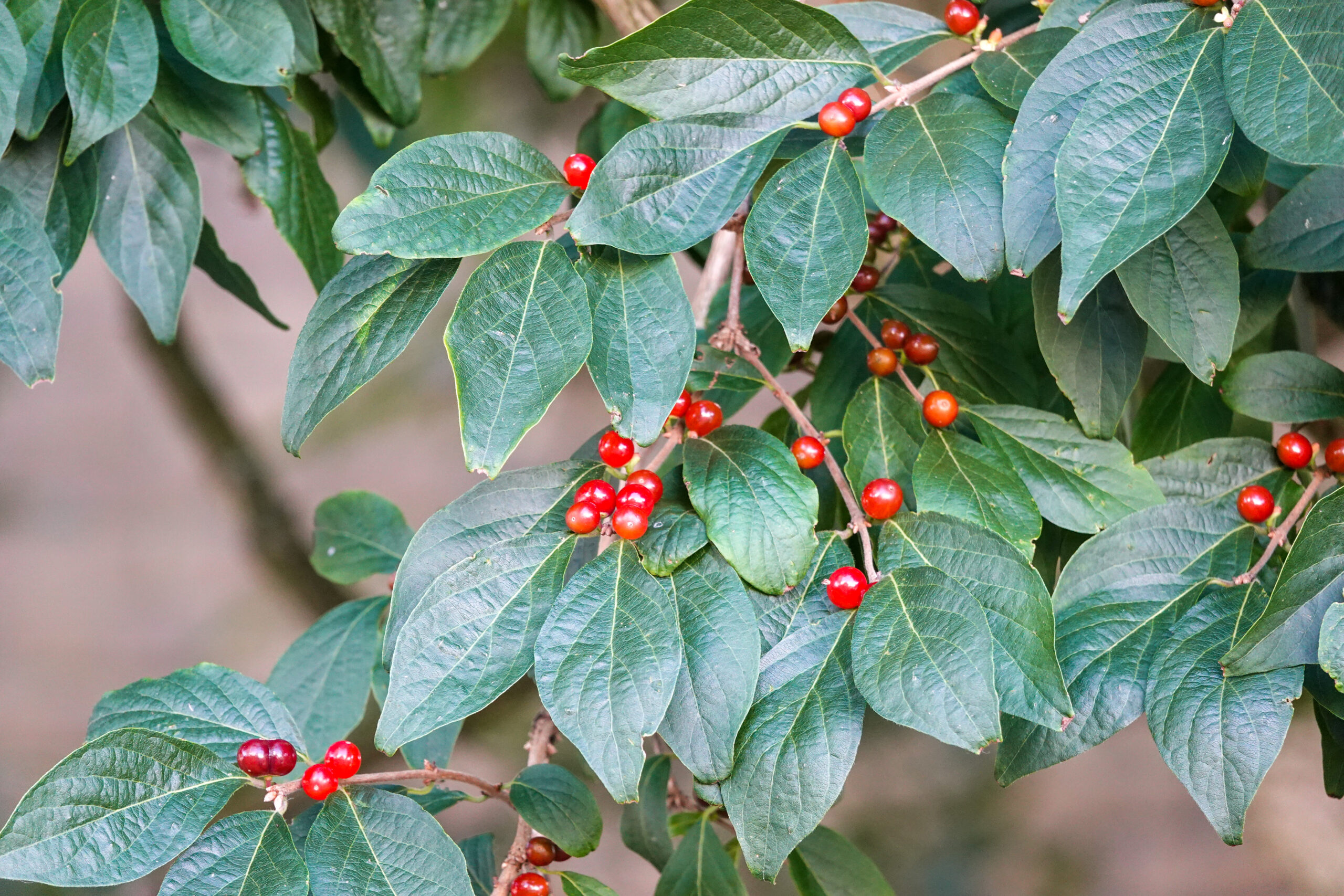 Groene bladeren met rode bessen in een close-up van een struik.