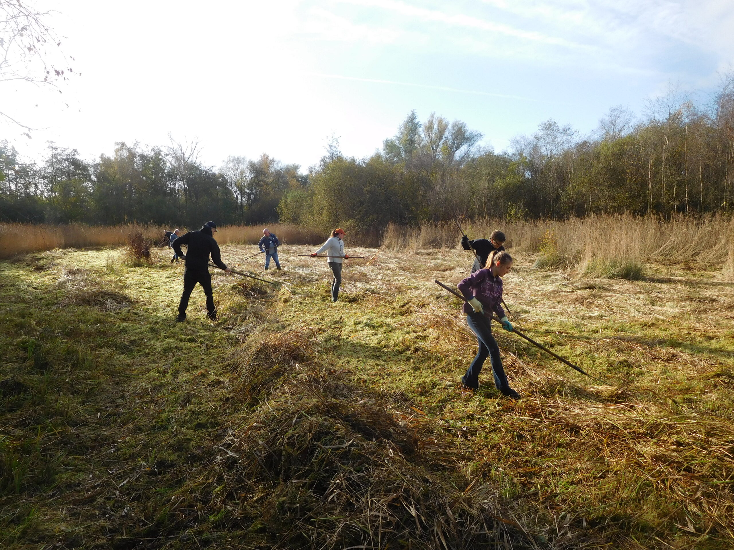 Mensen werken op een grasveld met harken, omringd door bomen en hoog gras onder een heldere lucht.